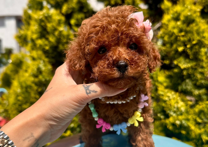 Orijinal toy poodle yavrular